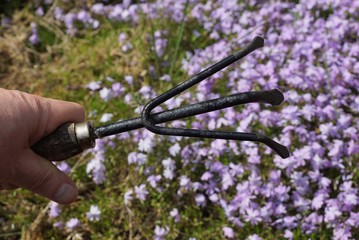 the gardener's hand holds a small black iron rake against the background of blue flowers in the...