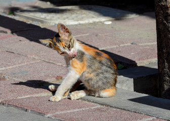 A small multi-colored homeless kitten is washing while sitting on the sidewalk. The concept of helping pets.