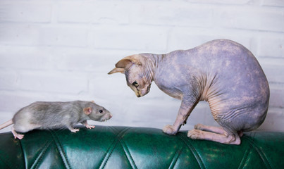 Cat and rat. Sphinx in clothes, bald cat in a warm sweater and rat dumbo. Hairless dressed cat,...