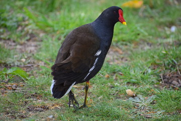 Moorhen has dark plumage apart from the white under tail yellow legs and red frontal shield It gives gargling calls and emits loud hisses when threatened Juvenile is browner and lacks the scarlet mask