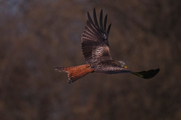 Kania Ruda w locie © Pawel