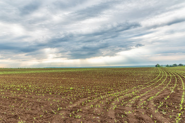 Fototapeta na wymiar View of corn leaves growth in a field at spring with dramatic clouds. Field with young corn