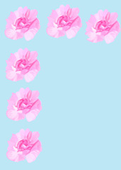 Pink carnation flower heads close up as frame or border on light blue background with copy space 