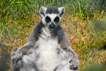 Obraz premium Ring-tailed lemurs are covered by grey fur. They have white patches on their faces ears and underbelly. Their long tails have a pattern of alternating black rings They have bright yellow or amber eyes