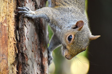 Squirrels have four toes on their front feet which are extremely sharp and used for gripping tree bark whilst climbing. When jumping or falling they use their tail both for balance and as a parachute