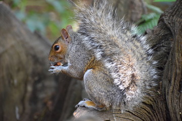 Grey squirrels are herbivorous eating acorns hazelnuts berries fungi buds shoots and even bark. Their eyes are positioned in a way which allows them to see behind them. They have sharp teeth and nails