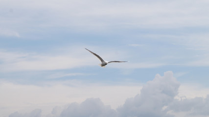 Fototapeta na wymiar Norwegian seagull