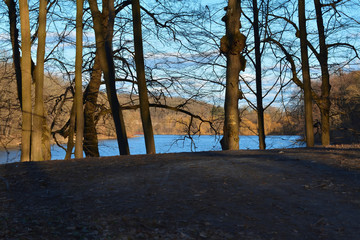 landscape on the lake through the branches of trees