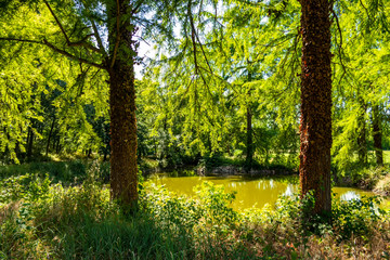 Natural thermal lake in Battaglia Terme in the province of Padua, Veneto - Italy