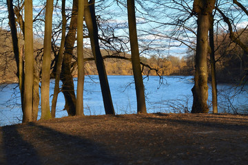 landscape on the lake through the branches of trees