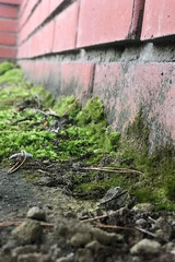 red brick wall covered with moss