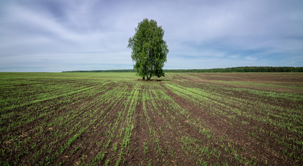Fototapeta na wymiar panorama of a rural field with a birch tree, Russia, Ural