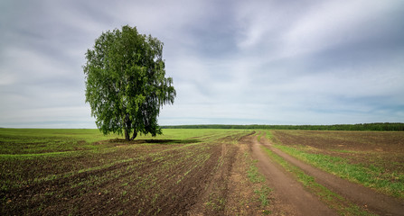 panorama of a rural field with a birch tree, Russia, Ural