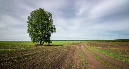 Fototapeta na wymiar panorama of a rural field with a birch tree, Russia, Ural