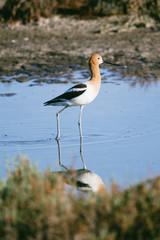 American Avocet