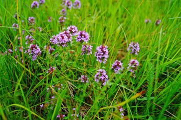 Thyme with delicate purple flowers in a clearing in the green grass on a summer day