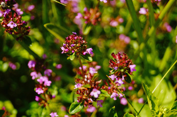 Thyme with delicate purple flowers in a clearing in the green grass on a summer day