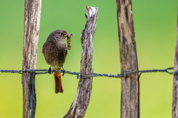 Female Black Redstart; Phoenicurus ochruros gibraltariensis; with prey perches on a garden fence