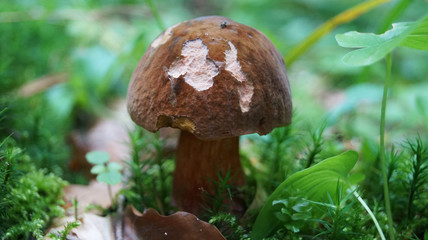 Suillellus loridus mushroom with a brown hat and a reddish leg grows in a forest in the grass on an autumn sunny day