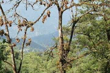 scenic beauty of east sikkim