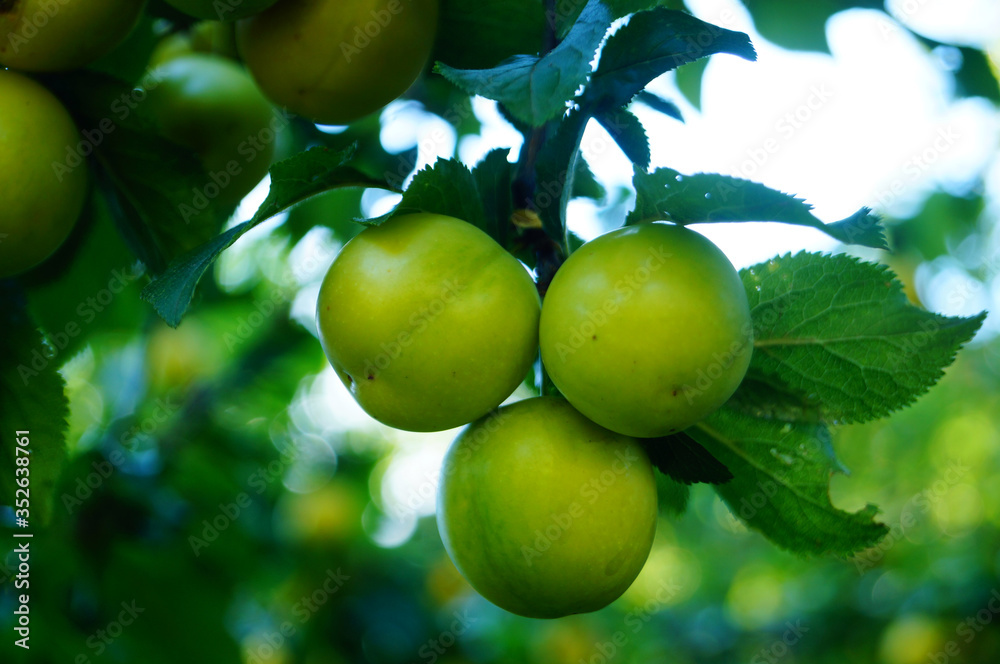 Wall mural plum branch with large green unripe fruits and green leaves in the garden on a summer day