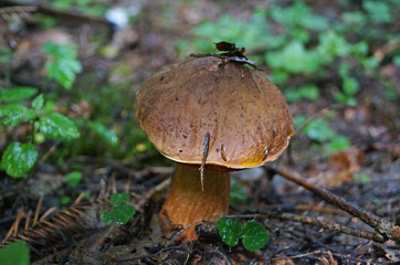 Suillellus loridus mushroom with a brown hat and a reddish leg grows in a forest in the grass on an autumn sunny day