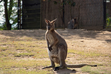 Big wild kangaroo is watching at the camera, wildlife animal