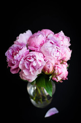 pink peonies in vase on black background