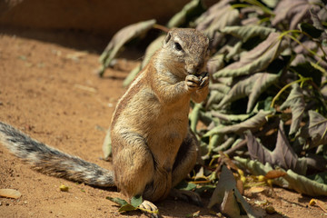 Little prairie dog standing on a sand and eating 