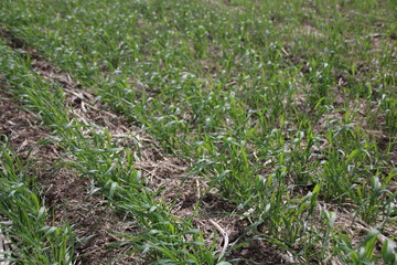 Closeup of young, green cereal (wheat) plant in field