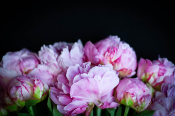 pink peonies on black background