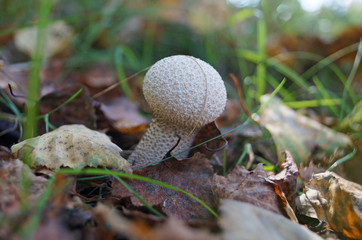 Lycoperdon mushroom with a white hat in a pimple and a white leg grows in a forest in fallen leaves