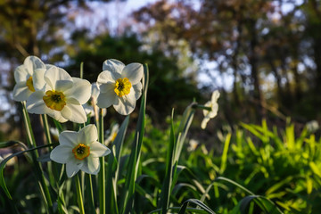 daffodils in spring. Nature background