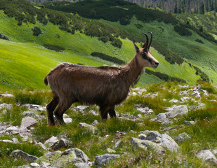 chamois in the meadow