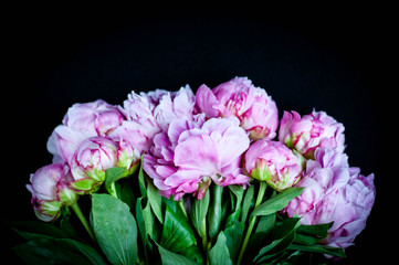 pink peonies on black background