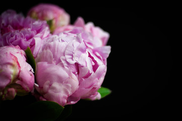 pink peony flower