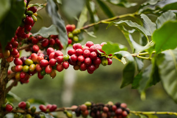 cosecha de Granos de Café maduros 