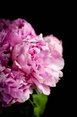 pink peony flower