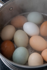 Pastured Eggs From Different Chickens Being Steamed