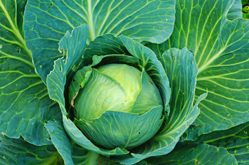 Obraz premium Cabbage bush with large green leaves and ovary in the garden on a summer day
