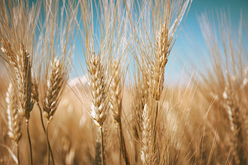 Fototapeta premium Closeup of ripe wheat ears, outdoors