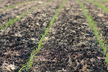 Newly emerged grain corn crop