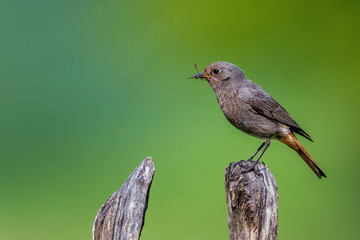 Male Black Redstart; Phoenicurus ochruros gibraltariensis; with prey perches on a garden fence