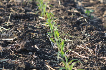 Closeup of newly emerged grain corn crop