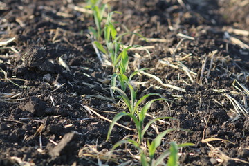 Closeup of emerging, young grain corn crop
