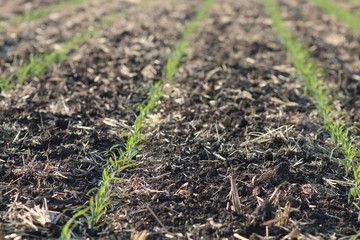 Rows of newly emerged grain corn on farm