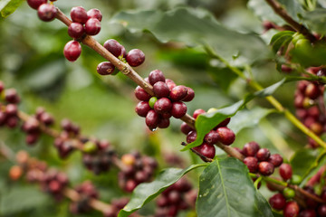 cosecha de Granos de Café maduros 