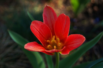 Buds and flowers of a tulip with red petals on a stem with green leaves on a flower bed