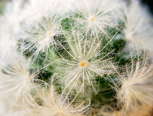 Feather Cactus 