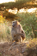 Sitting Baboon, enjoying early sunrise in Kruger National Park, South Africa